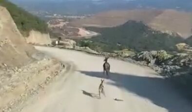 Yaralı Ceylan Yavrusu İçin Seferberlik