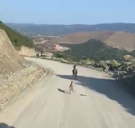 Yaralı Ceylan Yavrusu İçin Seferberlik