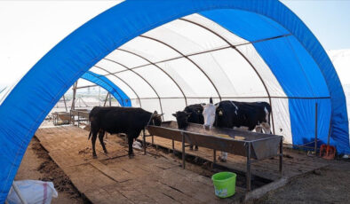 Ankara’da kurbanlık satışları sona erdi! Çadırlar toplanıyor