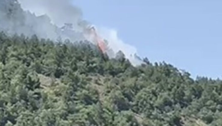 Ankara’da orman yangını: Kontrol altına alındı