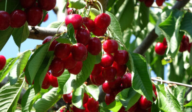 Çanakkale’de bu yıl kirazda 10 bin ton rekolte elde edildi