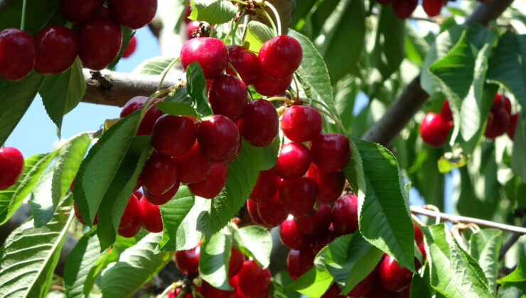 Çanakkale’de bu yıl kirazda 10 bin ton rekolte elde edildi