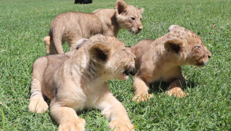 Cumhurbaşkanı Erdoğan’a hediye edilen aslanların 3 yavrusu dünyaya geldi