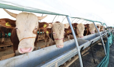 Kurban Bayramı Öncesi Dana Eti Rehberi