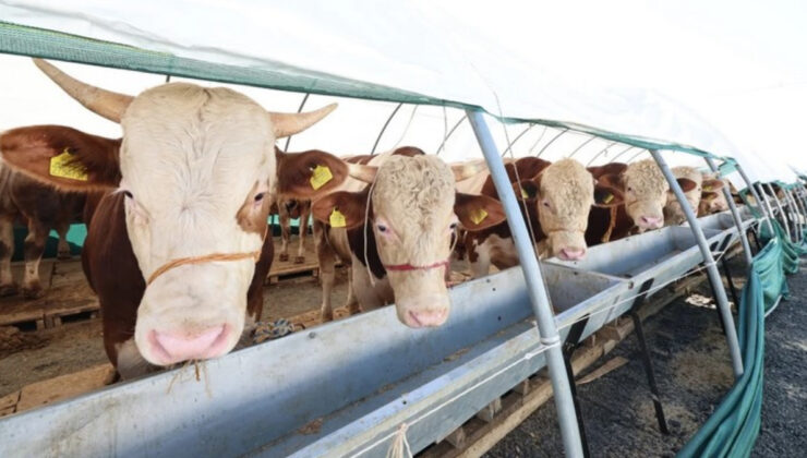 Kurban Bayramı Öncesi Dana Eti Rehberi