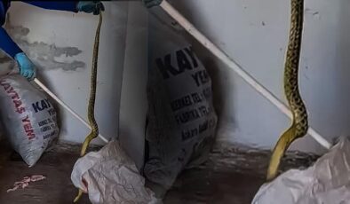 Evden çıkan dev yılan korkuttu