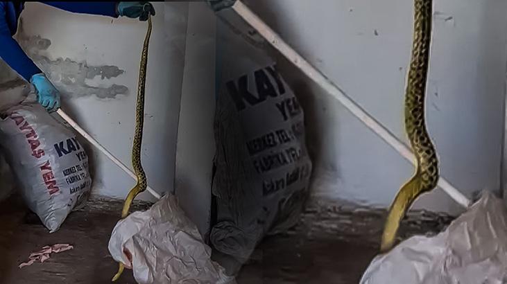 Evden çıkan dev yılan korkuttu