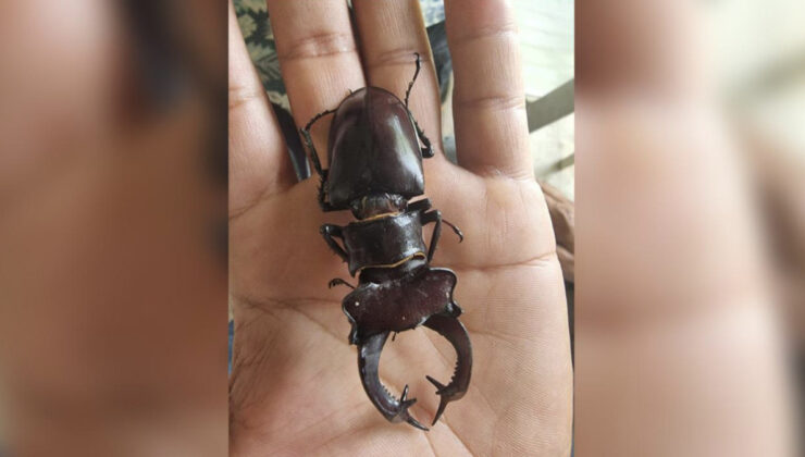 Geyik böceğini öldürene 557 bin lira ceza kesilecek