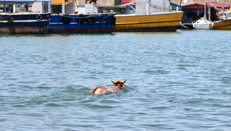 Kurbanlıklar Yine Kaçtı: Biri Denize Atladı, Diğeri İş Yeri Bahçesine Girdi!