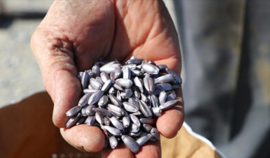 İstanbul’da çiftçilere dağıtılan tohumların yüzde 80’i yerli