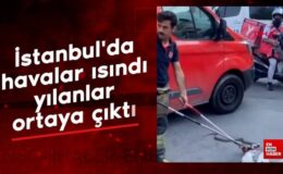 İstanbul’da havalar ısındı, yılanlar ortaya çıktı