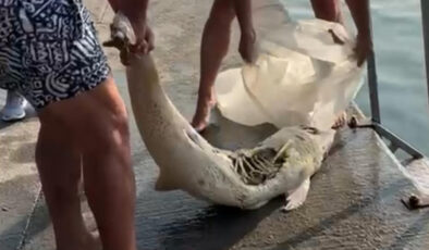 İstanbul Bebek Sahili’nde Ölü Beyaz Yunus Denizden Çıkarıldı