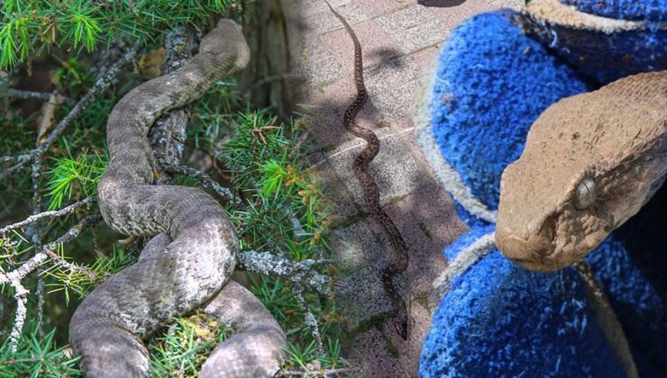 İstanbul’da Artan Yılan Vakaları: Uzmanlar Uyarıyor!