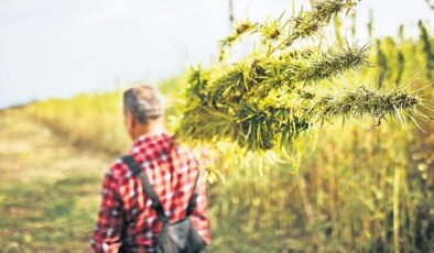 Kenevir rotayı ilaca çevirdi