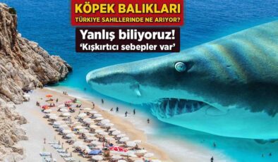 Köpek balıkları Türkiye sahillerinde ne arıyor? Yanlış biliyoruz: ‘Kışkırtıcı sebepler var’