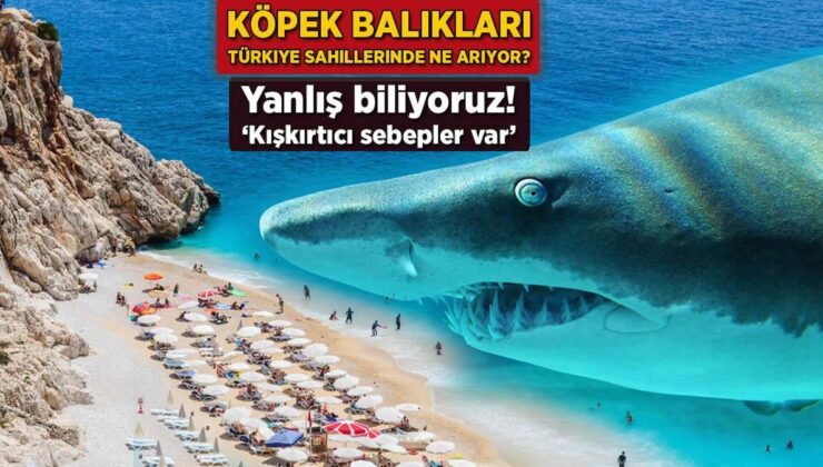 Köpek balıkları Türkiye sahillerinde ne arıyor? Yanlış biliyoruz: ‘Kışkırtıcı sebepler var’