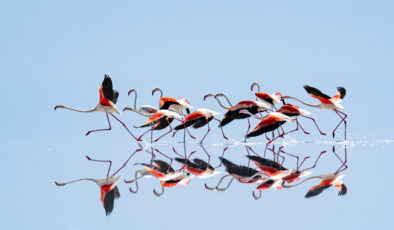 Kuraklık, Tuz Gölü’ndeki flamingo cennetini tehdit ediyor