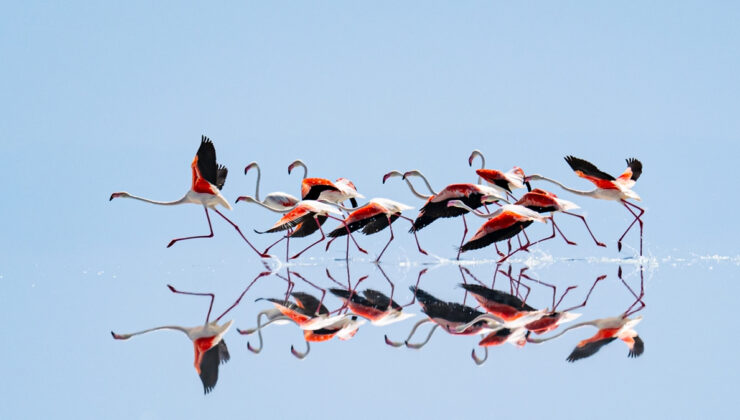 Kuraklık, Tuz Gölü’ndeki flamingo cennetini tehdit ediyor