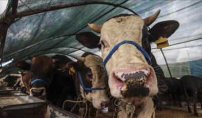 Kurban ibadetiyle ilgili merak edilenler: 20 soru 20 cevap