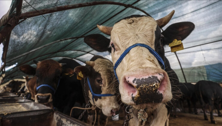 Kurban ibadetiyle ilgili merak edilenler: 20 soru 20 cevap
