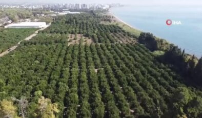 Mandalinada Bu Yıl Verim Yüksek, Fiyat Ucuz