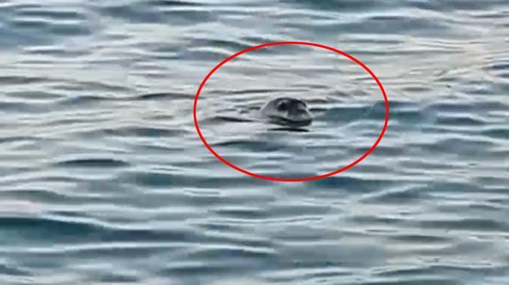 Mersin kıyılarında denizden çıkıp kendini gösterdi! Herkes telefona sarıldı