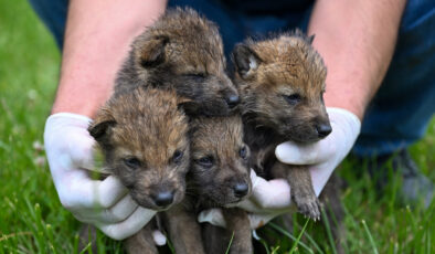 Muş’ta bitkin halde bulunan 4 kurt yavrusu koruma altına alındı