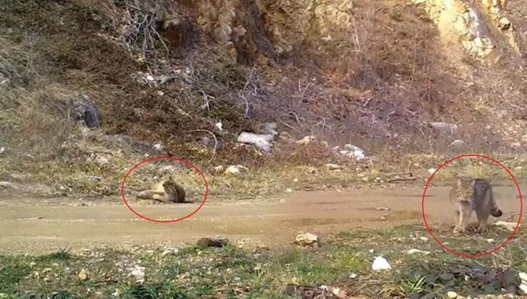 Nesli tehlike altında! Fotokapana yakalandı: Şimdi keyif zamanı