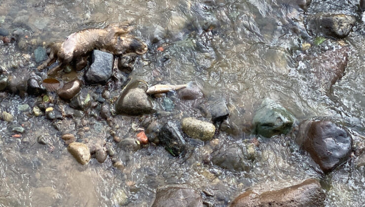 Rize’de derede balık ölümlerine inceleme