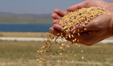 TMO üreticilerden 1 milyon tonun üzerinde hububat aldı