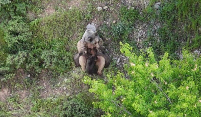 Tunceli dağlarında nadir an: Anne ayı, üç yavrusunu emzirirken görüntülendi