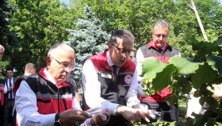 Türkiye Genelinde 1 Milyon Samuray Arısı Salınıyor