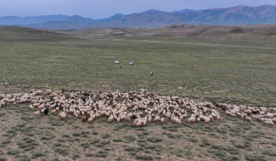 Van’da besicilere 5 yılda 235 bin koyun dağıtıldı