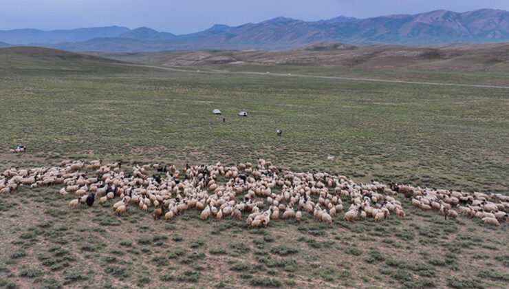 Van’da besicilere 5 yılda 235 bin koyun dağıtıldı
