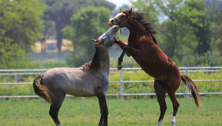 Yarış atı Baba Mevlüt’ün spermaları, litresi 2,5 milyon liraya yok satıyor
