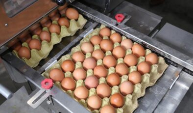 Yumurta fiyatlarında dikkat çeken düşüş! Nedeni belli oldu