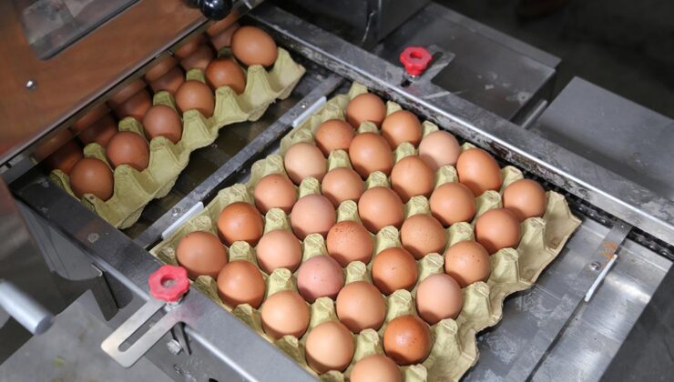 Yumurta fiyatlarında dikkat çeken düşüş! Nedeni belli oldu