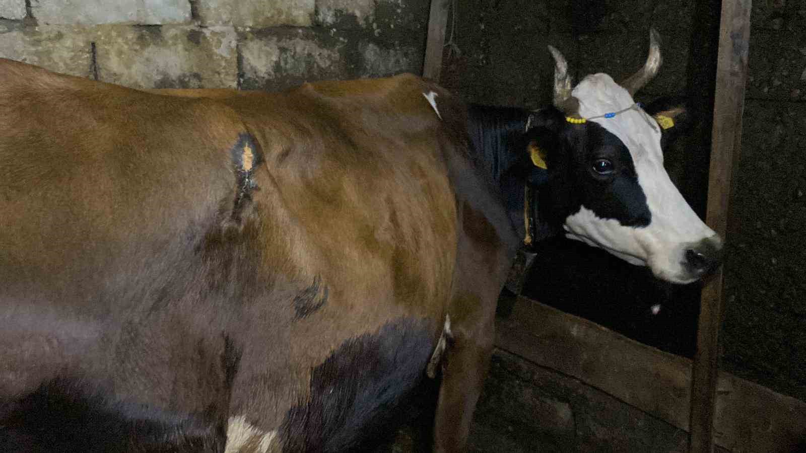 Artvin ayı saldırısı