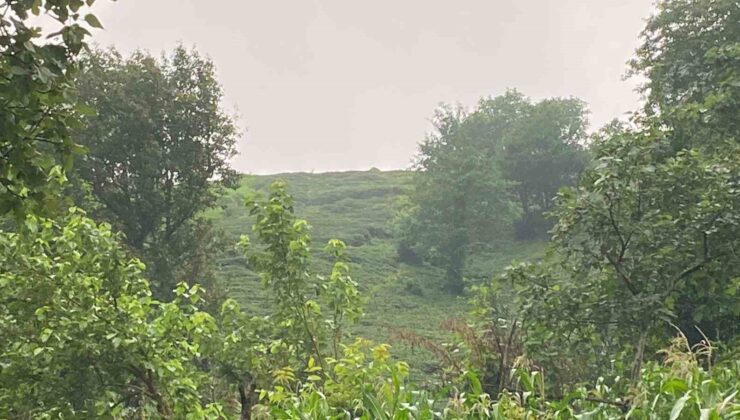 Artvin’de Ayı Saldırısı: Köylüler İneği Kurtardı