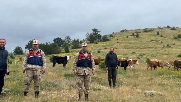 Erzincan’da Kaybolan İnekler Giresun Sınırında Drone ile Bulundu