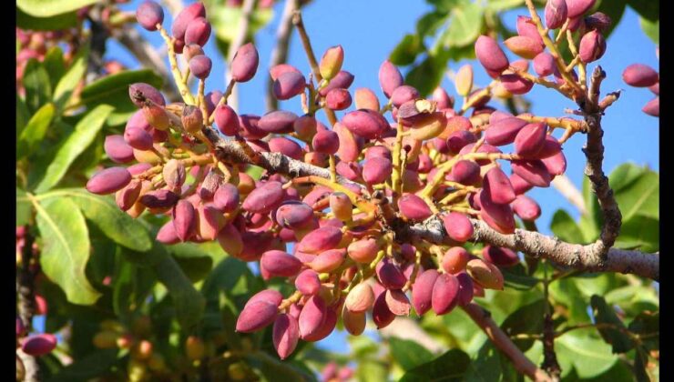 Fındık Diyarı Giresun’da ‘Yeşil Altın’ Dönemi