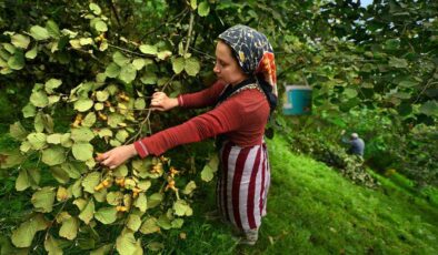 Son Dakika: Giresun 2025 Fındık Yevmiyesi Belirlendi!