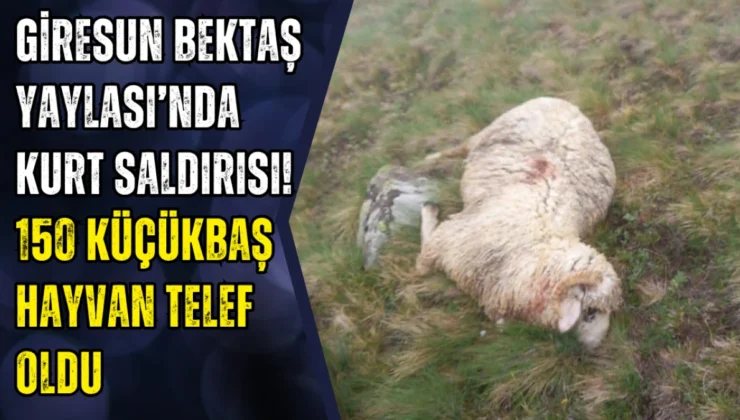 Giresun Yaylasında Kurt Katliamı!