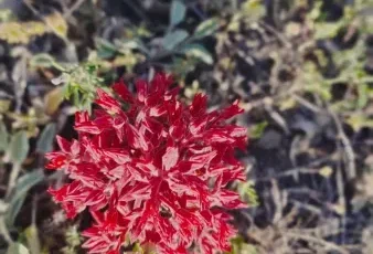 Gümüşhane Dağlarının Efsanevi Çiçeği: “Ömür Çiçeği”