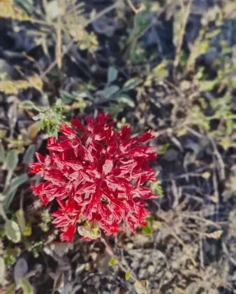 Gümüşhane Dağlarının Efsanevi Çiçeği: “Ömür Çiçeği”