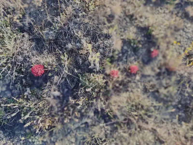  Gümüşhane Ömür Çiçeği Efsanesi2