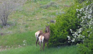 Gümüşhane Yaban Hayatında Kızıl Geyik Zaferi