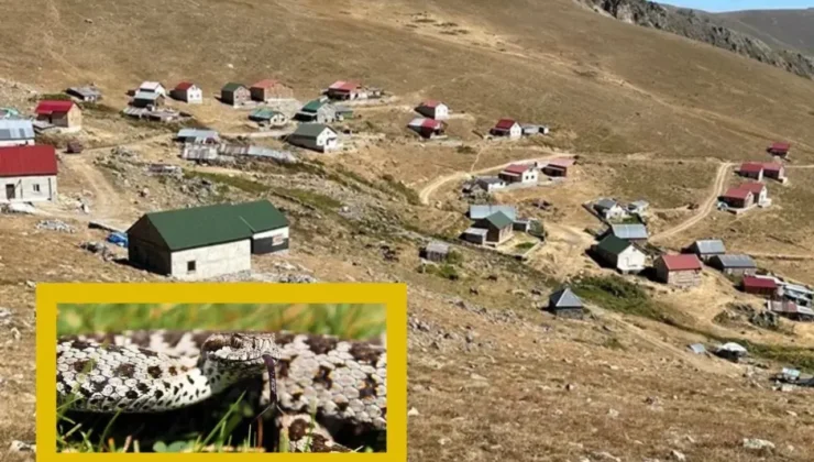 Gümüşhane’de Endemik Engerek Avcıları Sınır Dışı Edildi!