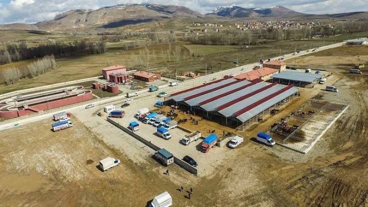 Kelkit Hayvan Pazarı Şap Hastalığı Nedeniyle Kapatıldı