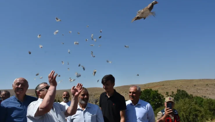 Kelkit’te Doğa İçin Dev Adım: 400 Keklik ve 10 Bin Alabalık Doğaya Bırakıldı!